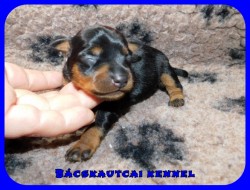 trpe pinscher K-alom