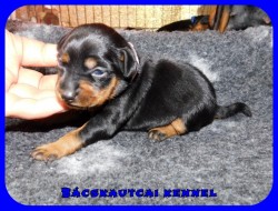 trpe pinscher K-alom