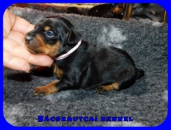 trpe pinscher K-alom