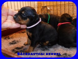 Bcskautcai Katie Daisy