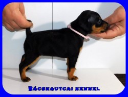 Bcskautcai Katie Daisy