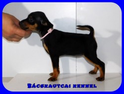 Bcskautcai Katie Daisy