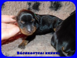 trpe pinscher K-alom