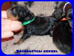 trpe pinscher K-alom