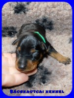 trpe pinscher K-alom
