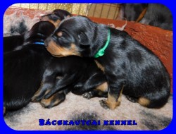 trpe pinscher K-alom