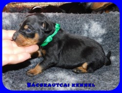 trpe pinscher K-alom