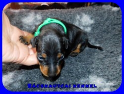 trpe pinscher K-alom