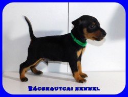 Bcskautcai Klein Corleone