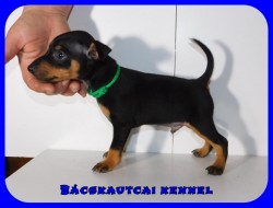 Bcskautcai Klein Corleone