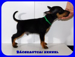 Bcskautcai Klein Corleone