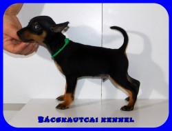 Bcskautcai Klein Corleone