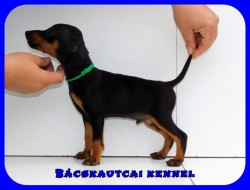 Bcskautcai Klein Corleone