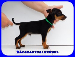 Bcskautcai Klein Corleone
