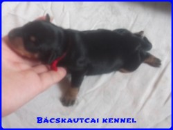 Bcskautcai Lda
