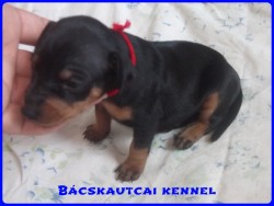 Bcskautcai Lda