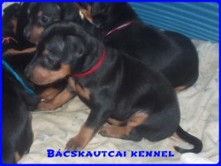 Bcskautcai Lda