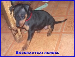 Bcskautcai Lda