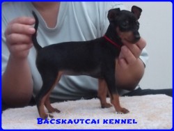 Bcskautcai Lda