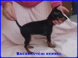 Bcskautcai Lda