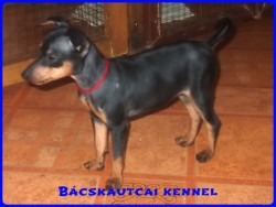 Bcskautcai Lda
