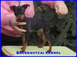 Bcskautcai Lda
