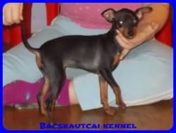 Bcskautcai Lda