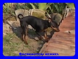 Bcskautcai Lda