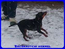 Bcskautcai Lda