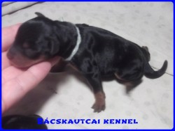 Bcskautcai Leon