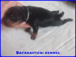 Bcskautcai Leon