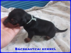 Bcskautcai Leon