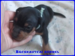Bcskautcai Leon