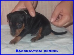 Bcskautcai Leon