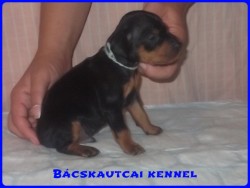 Bcskautcai Leon