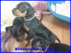 Bcskautcai Leon