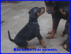 Bcskautcai Leon