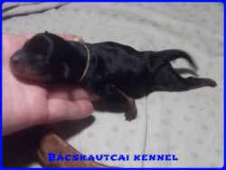 Bcskautcai Liza