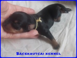 Bcskautcai Liza