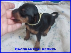 Bcskautcai Liza