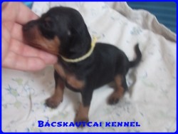 Bcskautcai Liza