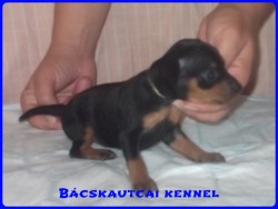 Bcskautcai Liza