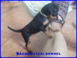 Bcskautcai Liza