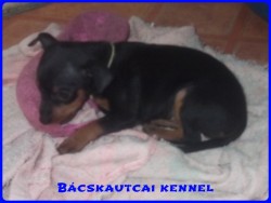 Bcskautcai Liza