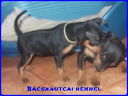 Bcskautcai Liza