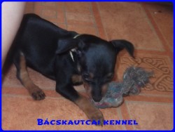 Bcskautcai Liza