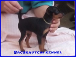 Bcskautcai Liza