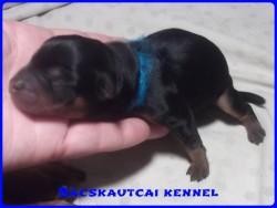 Bcskautcai Logan