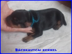 Bcskautcai Logan