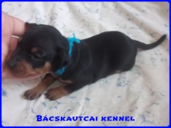 Bcskautcai Logan